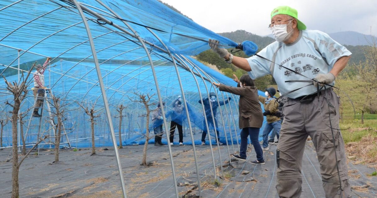 エメラルドグリーンの絹を作る「天蚕」 飼育、織物体験に向け準備 安曇野| 長野県の移住総合WEBメディア「SuuHaa（スーハー）」