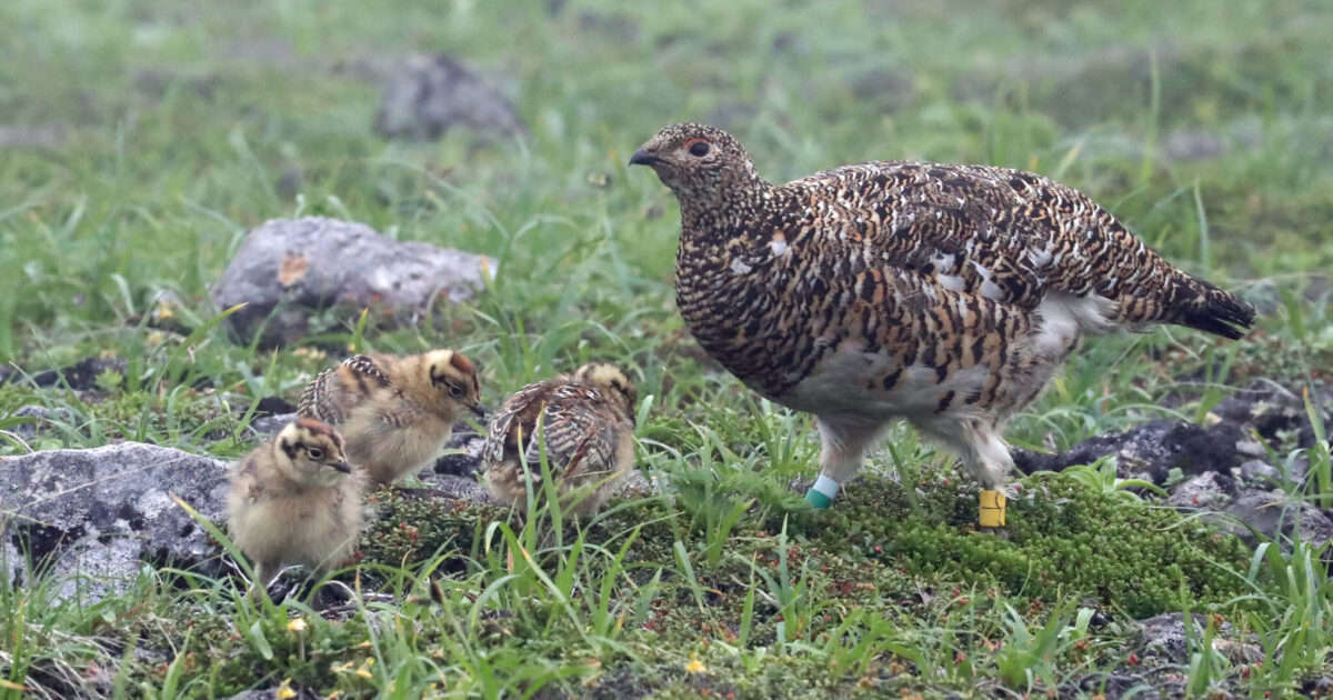 長野県の鳥「ライチョウ」 保護へCF ふるさと納税活用| 長野県の移住