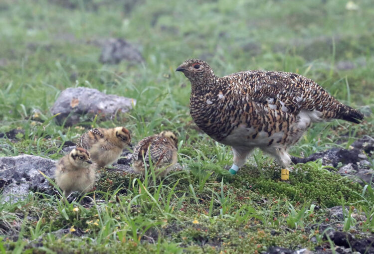 長野県の鳥「ライチョウ」　保護へCF　ふるさと納税活用