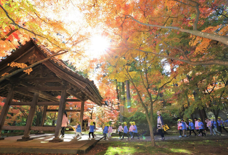 あふれる秋色　ヤマトモミジ見頃　長野の昌禅寺