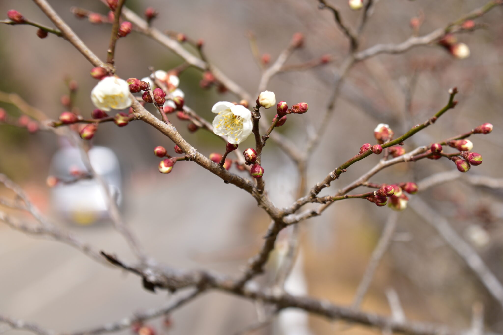 ほころぶ「冬至梅」　長野県最南端に春の足音　天龍