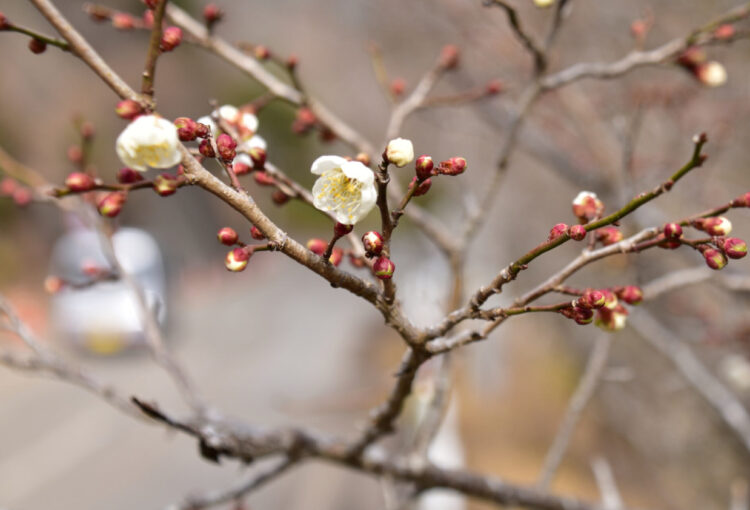 ほころぶ「冬至梅」　長野県最南端に春の足音　天龍