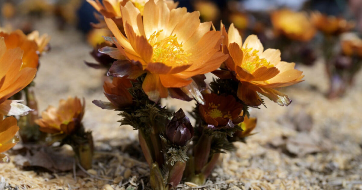 水彩画のヒャク二チソウ花 オレンジ色 食べたくなるようなオレンジ色