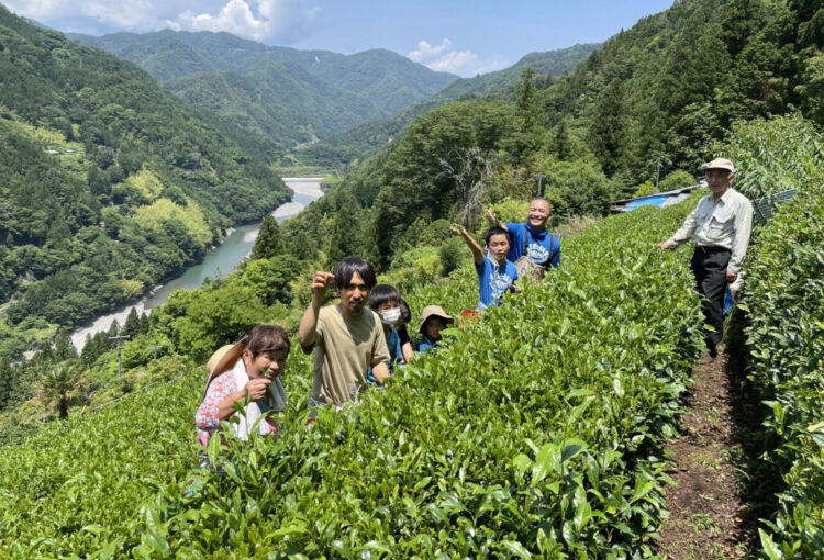 天龍村・茶摘み体験ツアー ３年ぶり募集 １カ月で定員に　関係人口増に期待