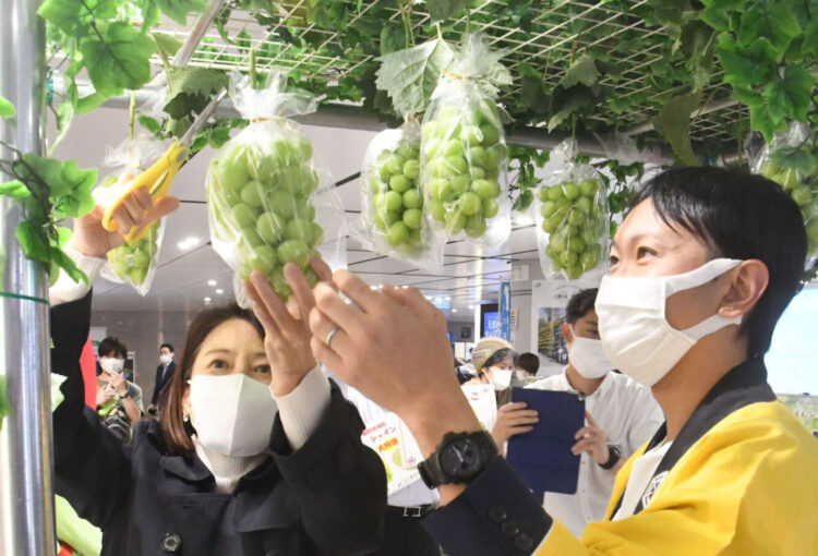 須坂市のブドウを東京駅で収穫！　新幹線で輸送し販売