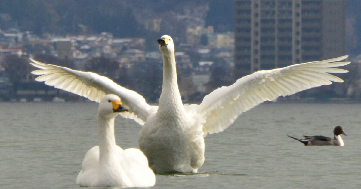 諏訪湖にコハクチョウ 今季初飛来 ほぼ例年通り| 長野県の移住