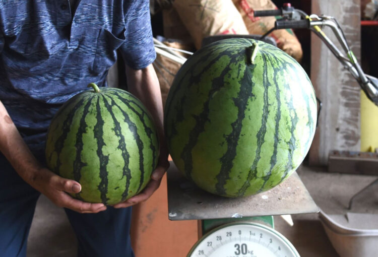 直径33センチ、重さ18キロ　「規格外」スイカ　東御市で収穫