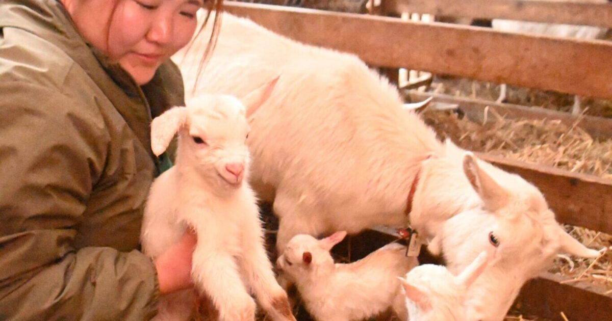 12/10にわたしの里山で見つけた小さな可愛いヒイラギさん/野生/元気いっぱい 小さくてめっちゃかわいい」 子ヤギ続々、計32頭 伊那市の農産物直売所