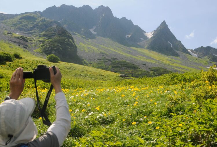 これが北アルプス涸沢の夏　お花畑が見頃