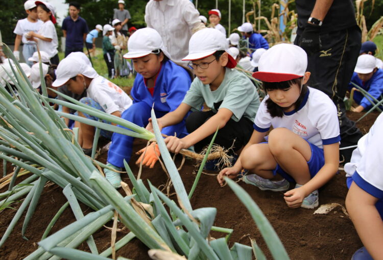 大きく育ちますように　小４、伝統野菜「一本ねぎ」植え替え