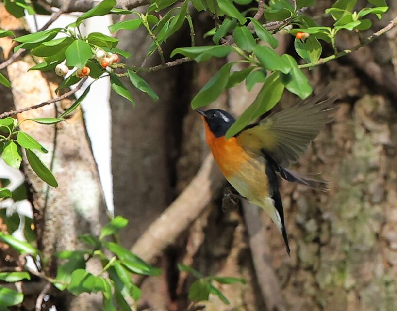 長野市戸隠に珍しい旅鳥「ムギマキ」が飛来　愛鳥家に人気