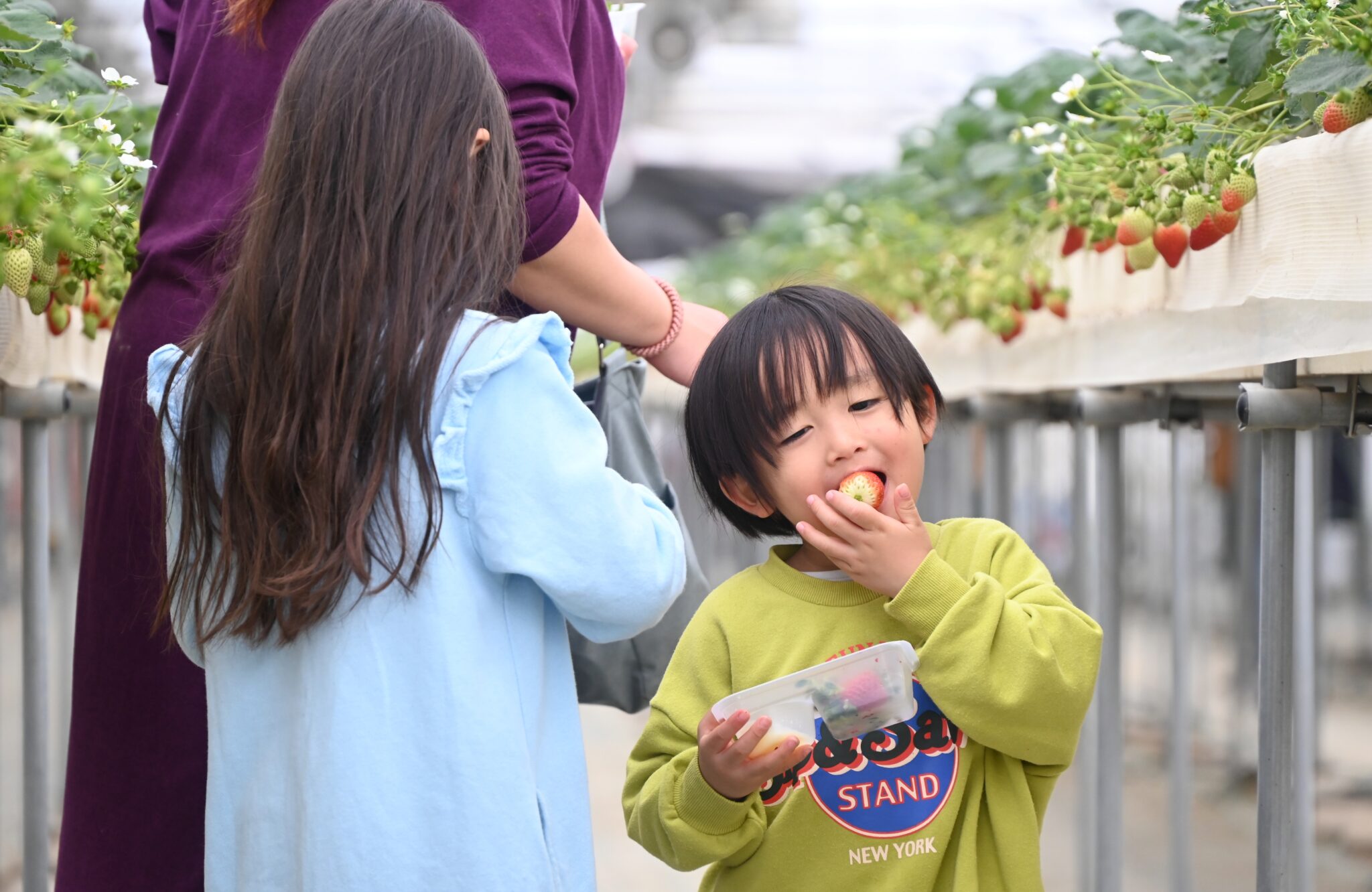 真冬の長野市でイチゴ狩りはいかが？