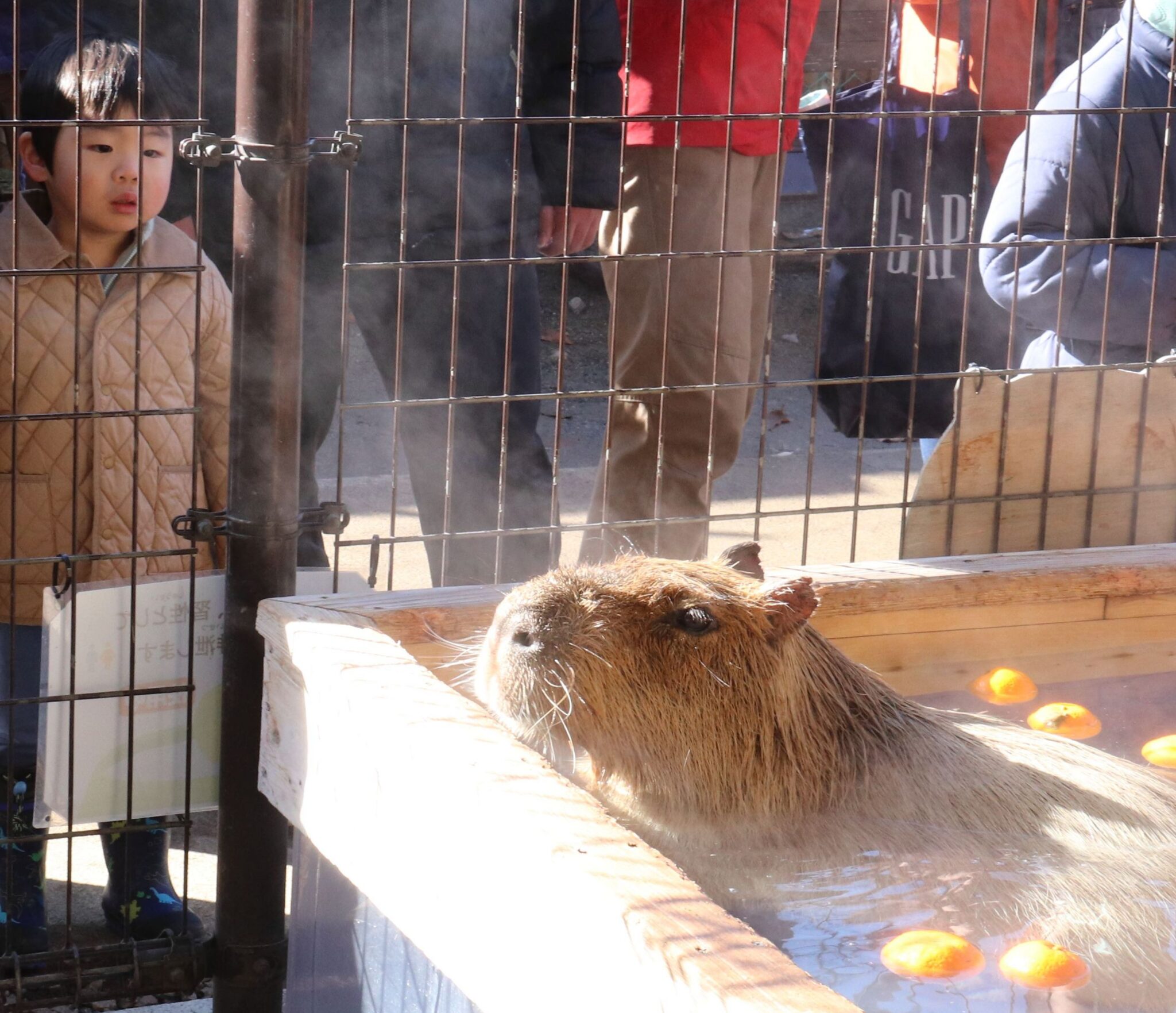 「カピバラ温泉」　正月仕様はミカン湯に　須坂市動物園