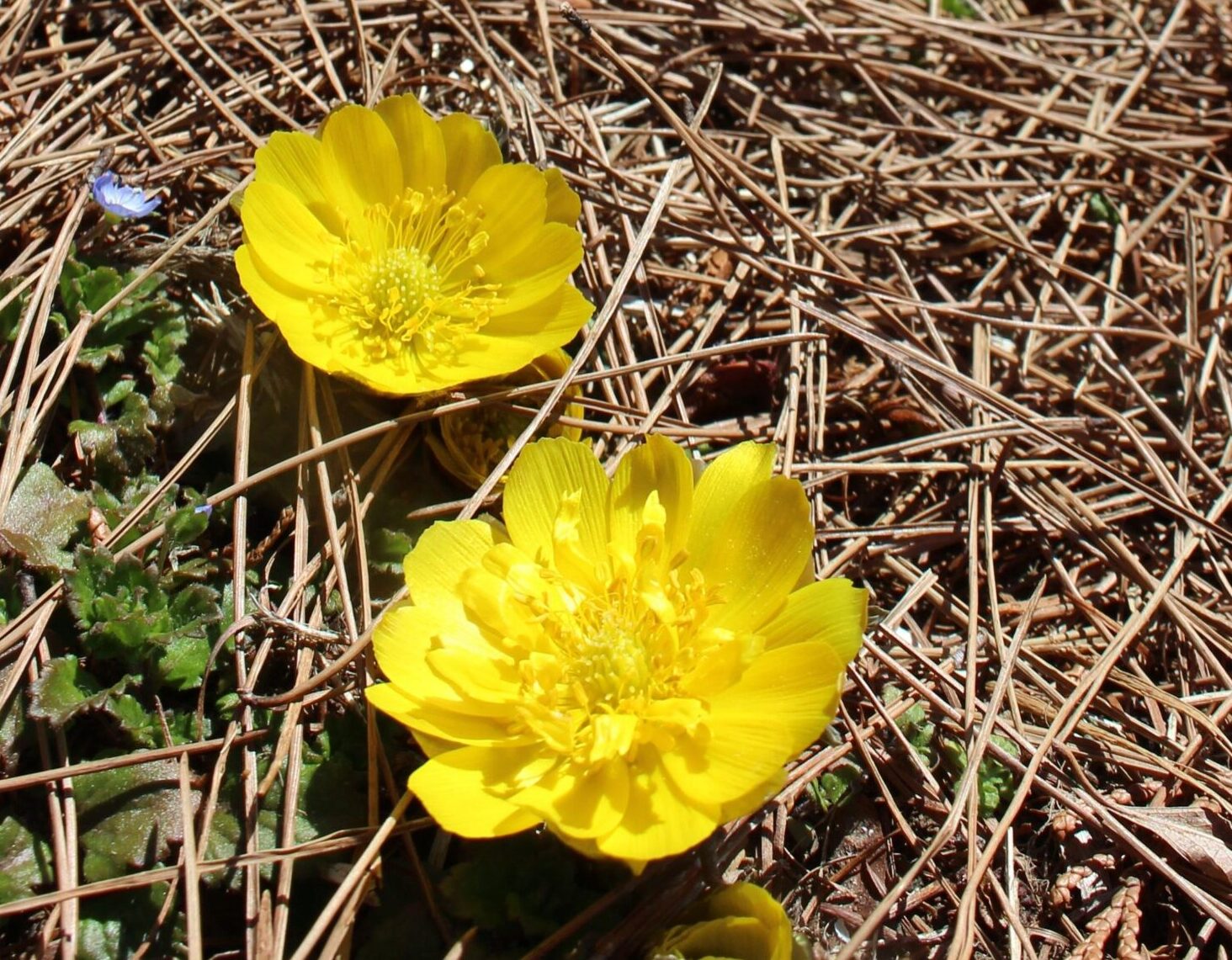 愛らしい黄色の花、土手や畑に　辰野町でフクジュソウ見頃