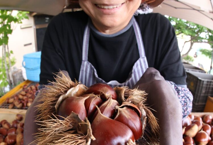 イガ1つに7個の栗収穫 「初めて見た」 農家もびっくり 小布施町