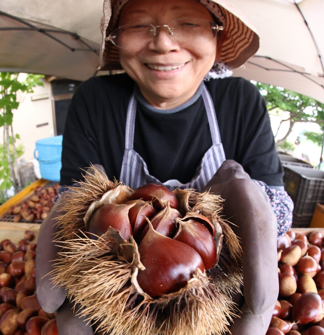 イガ１つに７個の栗収穫 「初めて見た」 農家もびっくり 小布施町
