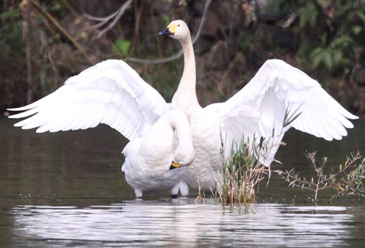 コハクチョウ2羽が今季初飛来 安曇野市の犀川「けがなく冬を過ごして」