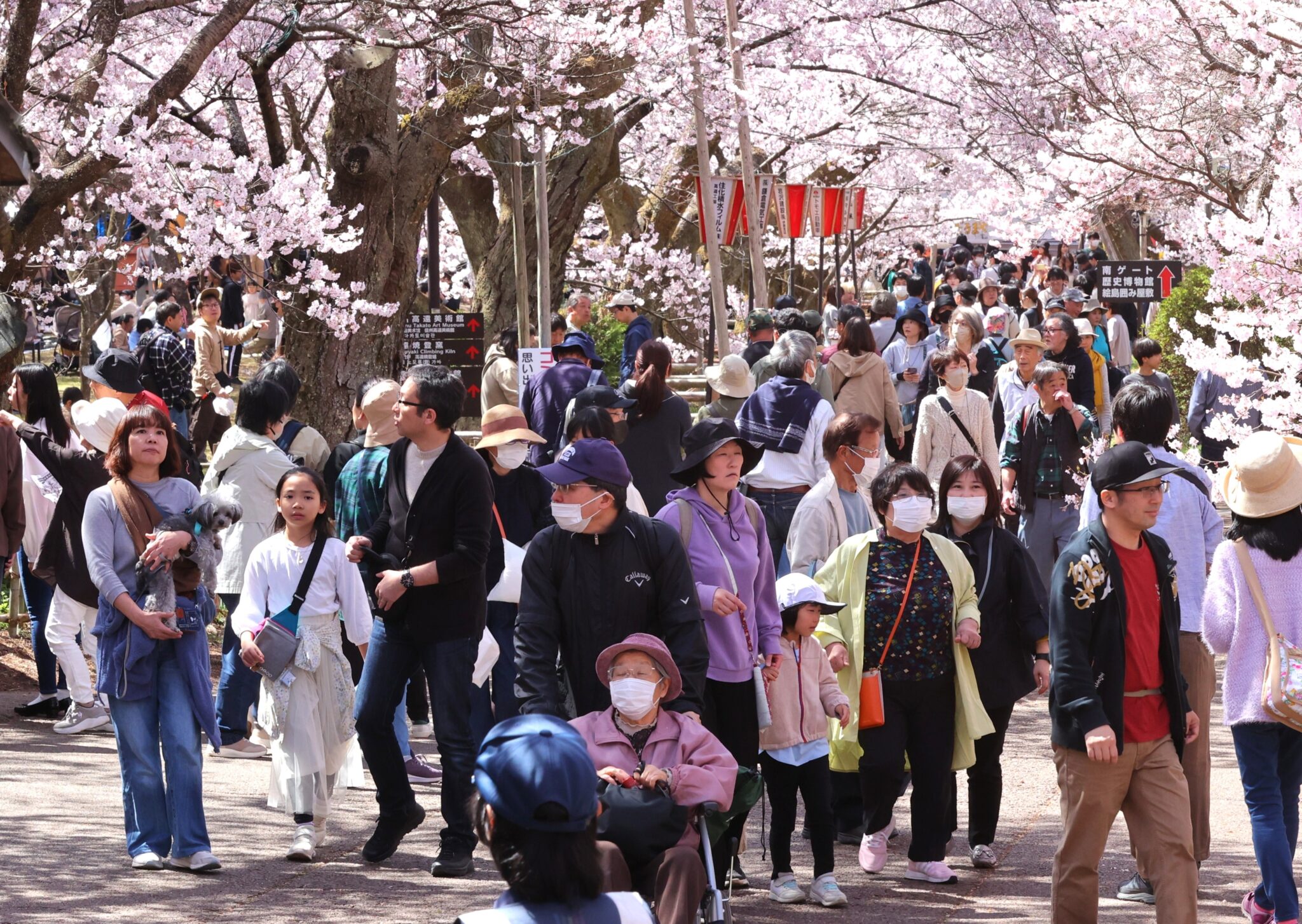 2026年の高遠城址公園「さくら祭り」QRコード読み取りで入園可に