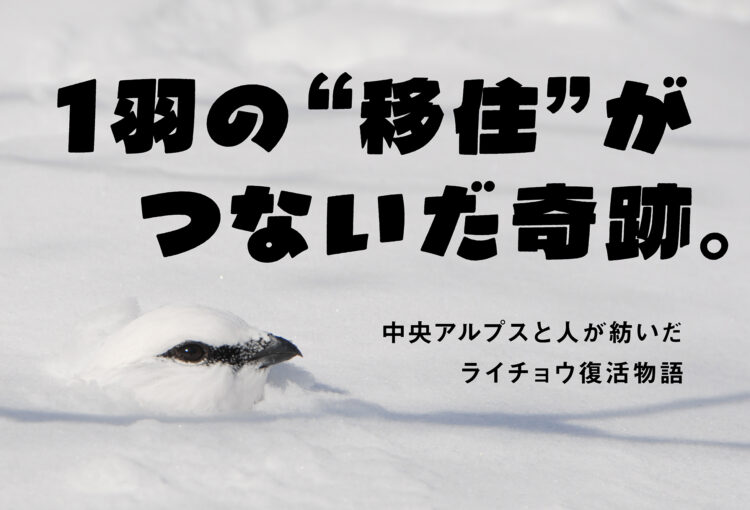 1羽の“移住”がつないだ奇跡。中央アルプスと人が紡いだライチョウ復活物語