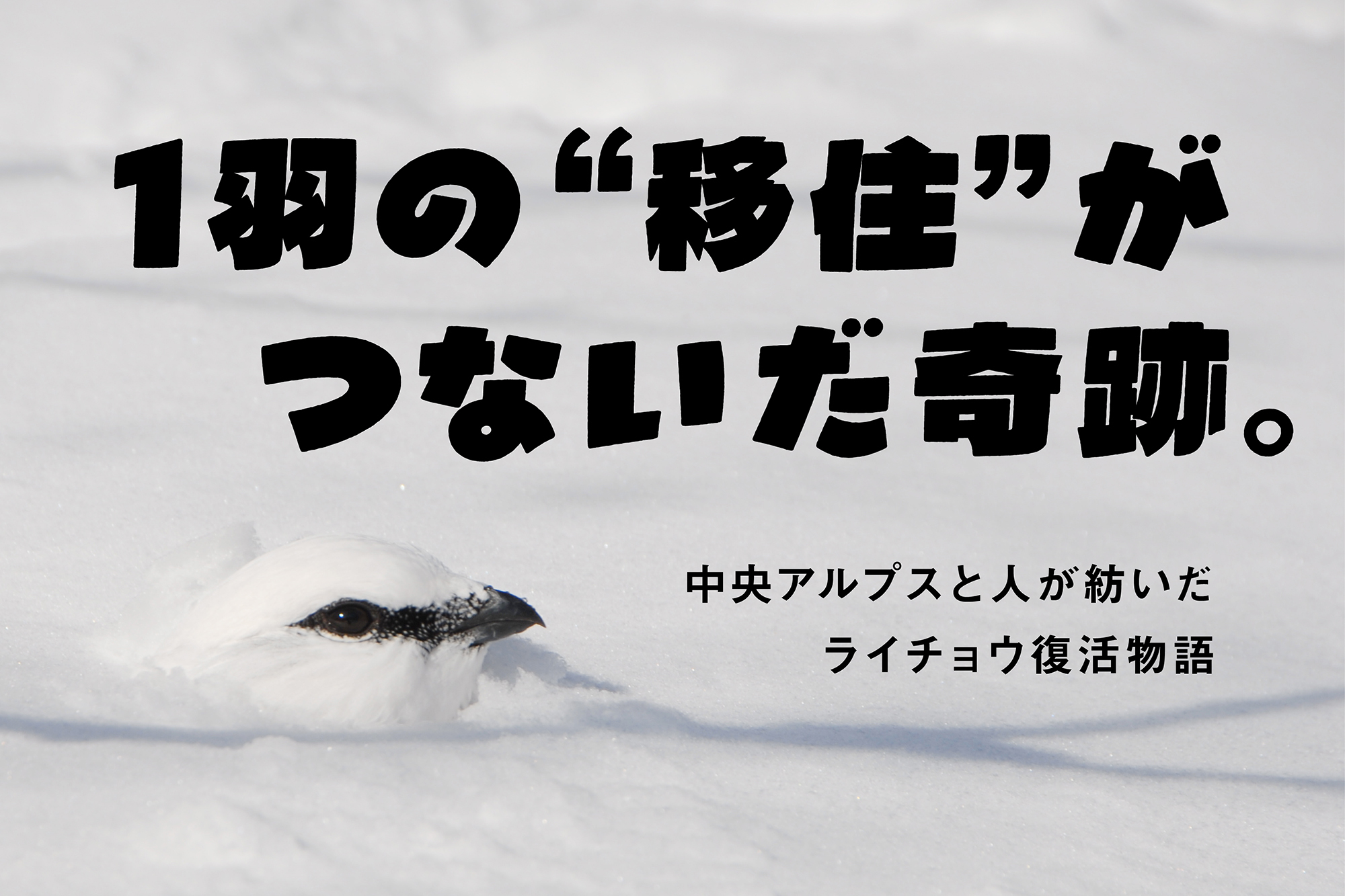 1羽の“移住”がつないだ奇跡。中央アルプスと人が紡いだライチョウ復活物語