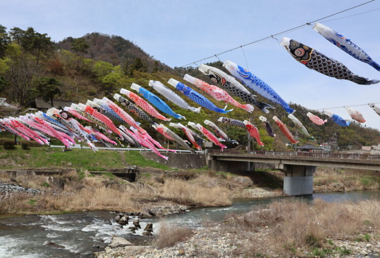 こいのぼり100匹、川の上を泳ぐ　上田市