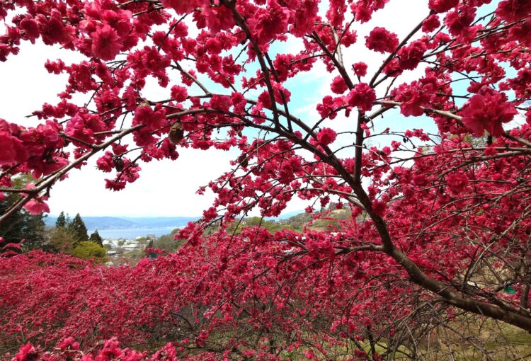 深紅のハナモモ200本　諏訪市の高台で見頃