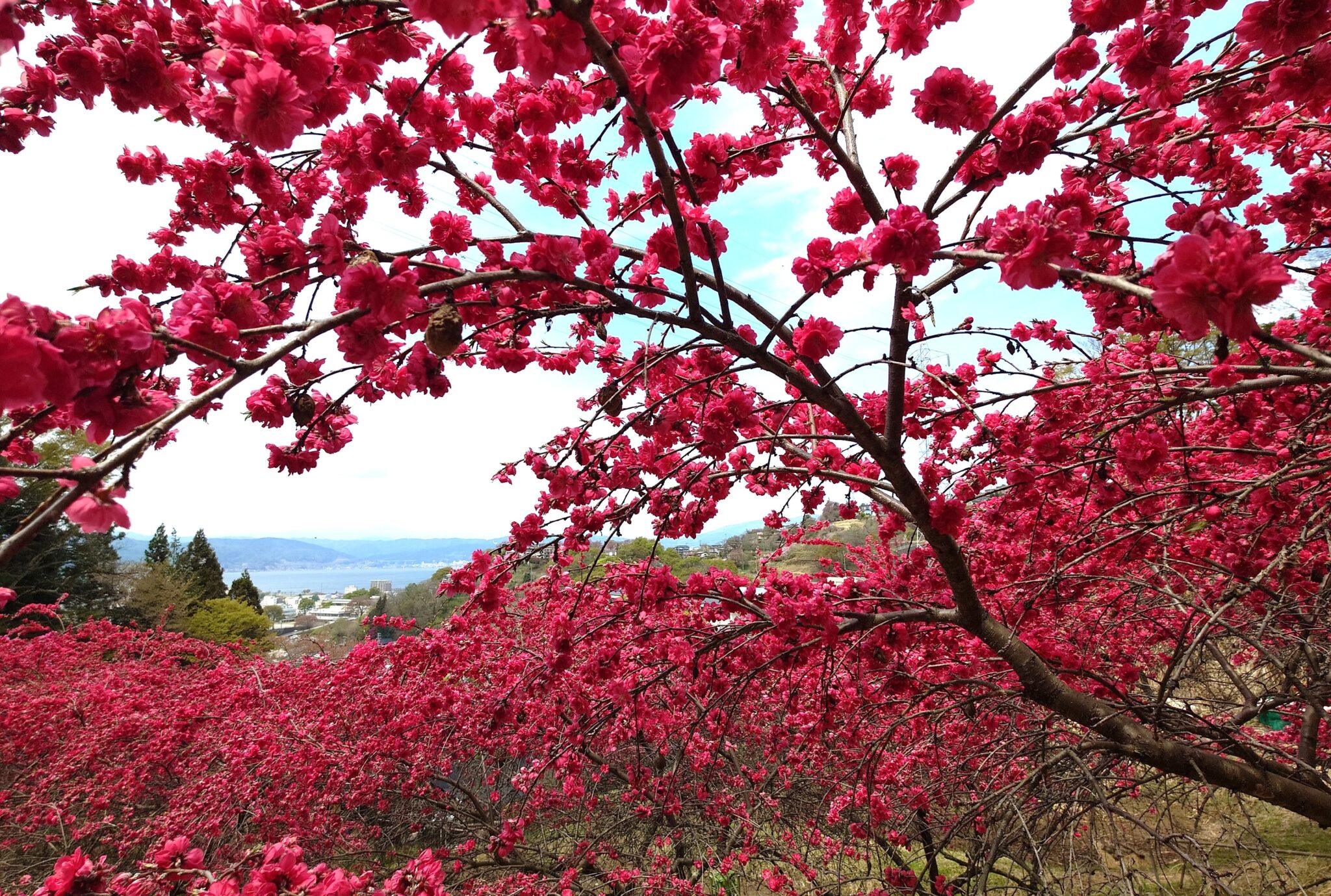 深紅のハナモモ200本　諏訪市の高台で見頃