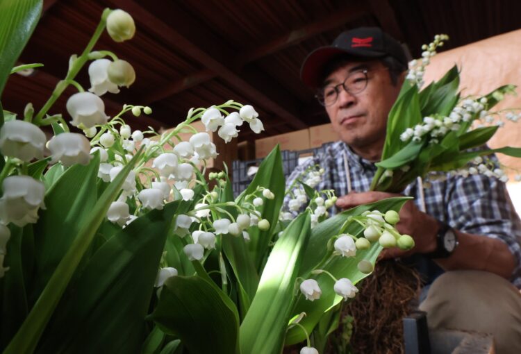 5月1日は「スズランの日」　飯山地域で出荷盛ん