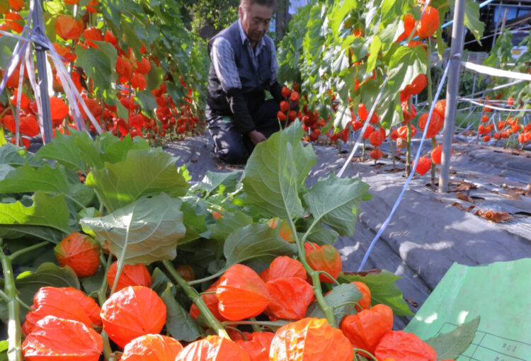 ホオズキの出荷が最盛期　栽培盛んな飯田下伊那地域
