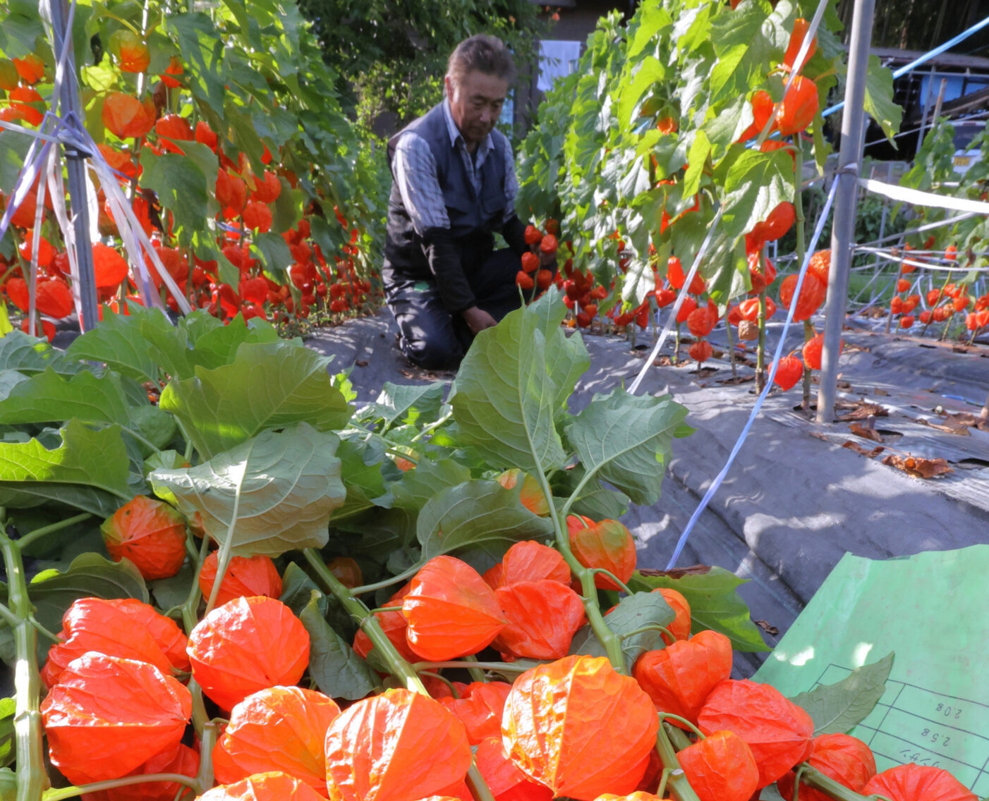 ホオズキの出荷が最盛期　栽培盛んな飯田下伊那地域